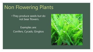 Non Flowering Plants
• They produce seeds but do
not bear flowers.
Examples are:
Conifers, Cycads, Gingkos
 