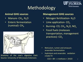 Methodology
Animal GHG sources
• Manure- CH4, N2O
• Enteric fermentation
(ruminal)- CH4
Management GHG sources
• Nitrogen fertilization- N2O
• Lime application- CO2
• Burning- CO, CH4, N2O, NOx
• Fossil fuels (molasses
transportation, management
practices)- CO2
7
Anatomy of the cow’s digestive tract.
Source: University of Minnesota Extension.
• Reticulum, rumen and omasum:
anaerobic fermentation
• Hydrolysis and anaerobic oxidation
create H+
CO2 + 8H methane + 2H2O
 