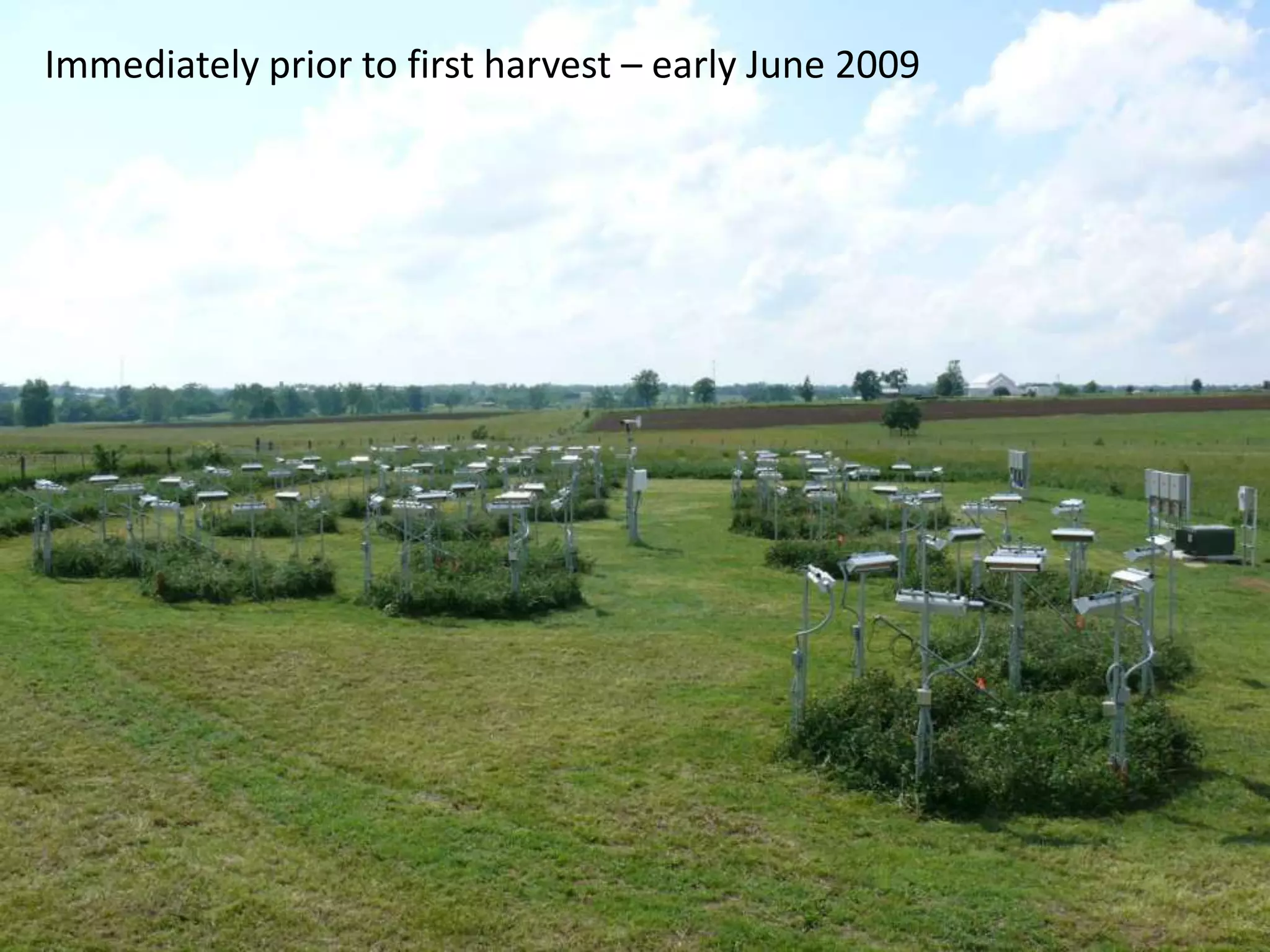 Immediately prior to first harvest – early June 2009
 