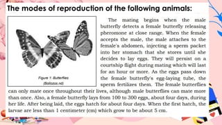 The modes of reproduction of the following animals:
 
