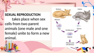 SEXUAL REPRODUCTION
takes place when sex
cells from two parent
animals (one male and one
female) unite to form a new
animal.
 