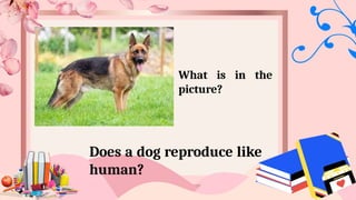 What is in the
picture?
Does a dog reproduce like
human?
 