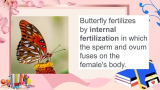 Butterfly fertilizes
by internal
fertilization in which
the sperm and ovum
fuses on the
female's body.
 