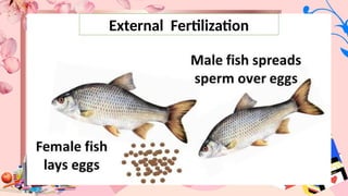 External Fertilization
 