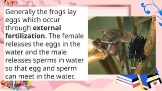 Generally the frogs lay
eggs which occur
through external
fertilization. The female
releases the eggs in the
water and the male
releases sperms in water
so that egg and sperm
can meet in the water.
 