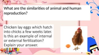 Chicken lay eggs which hatch
into chicks a few weeks later.
Is this an example of internal
or external fertilization?
Explain your answer.
What are the similarities of animal and human
reproduction?
 