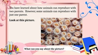 You have learned about how animals can reproduce with
two parents. However, some animals can reproduce with
just one parent.
Look at this picture.
What can you say about the picture?
 