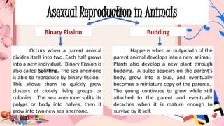 Asexual Reproduction in Animals
Binary Fission Budding
Occurs when a parent animal
divides itself into two. Each half grows
into a new individual. Binary Fission is
also called Splitting. The sea anemone
is able to reproduce by binary fission.
This allows them to quickly grow
clusters of closely living groups or
colonies. The sea anemone splits its
polyps or body into halves, then it
grow into two new sea anemone.
Happens when an outgrowth of the
parent animal develops into a new animal.
Plants also develop a new plant through
budding. A bulge appears on the parent’s
body, grow into a bud, and eventually
becomes a miniature copy of the parents.
The young continues to grow while still
attached to the parent and eventually
detaches when it is mature enough to
survive by it self.
 