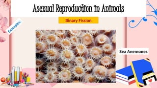 Asexual Reproduction in Animals
Binary Fission
Exam
ples:
Sea Anemones
 