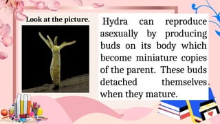 Look at the picture. Hydra can reproduce
asexually by producing
buds on its body which
become miniature copies
of the parent. These buds
detached themselves
when they mature.
 