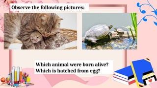 Observe the following pictures:
Which animal were born alive?
Which is hatched from egg?
 