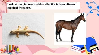 Look at the pictures and describe if it is born alive or
hatched from egg.
 
