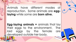 Animals have different modes of
reproduction. Some animals are egg-
laying while some are born alive.
Egg-laying animals = animals that lay
their eggs to the environment. The
laid eggs by the female are
developed outside her body.
 