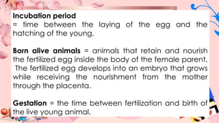 Incubation period
= time between the laying of the egg and the
hatching of the young.
Born alive animals = animals that retain and nourish
the fertilized egg inside the body of the female parent.
The fertilized egg develops into an embryo that grows
while receiving the nourishment from the mother
through the placenta.
Gestation = the time between fertilization and birth of
the live young animal.
 