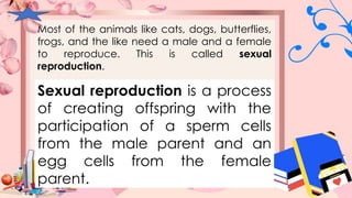 Most of the animals like cats, dogs, butterflies,
frogs, and the like need a male and a female
to reproduce. This is called sexual
reproduction.
Sexual reproduction is a process
of creating offspring with the
participation of a sperm cells
from the male parent and an
egg cells from the female
parent.
 