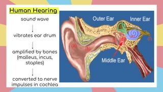 Human Hearing
sound wave
vibrates ear drum
amplified by bones
(malleus, incus,
staples)
converted to nerve
impulses in cochlea
 