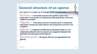 Gene Regulation is a process involved under Gene Expression | PPTX