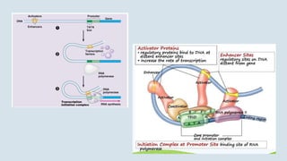 Gene Regulation is a process involved under Gene Expression | PPTX