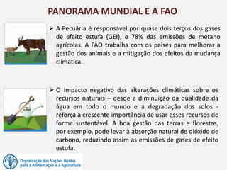 PANORAMA MUNDIAL E A FAO
 A Pecuária é responsável por quase dois terços dos gases
de efeito estufa (GEI), e 78% das emissões de metano
agrícolas. A FAO trabalha com os países para melhorar a
gestão dos animais e a mitigação dos efeitos da mudança
climática.
 O impacto negativo das alterações climáticas sobre os
recursos naturais – desde a diminuição da qualidade da
água em todo o mundo e a degradação dos solos -
reforça a crescente importância de usar esses recursos de
forma sustentável. A boa gestão das terras e florestas,
por exemplo, pode levar à absorção natural de dióxido de
carbono, reduzindo assim as emissões de gases de efeito
estufa.
 