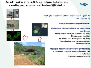 Área de Contenção para AGM no CM para trabalhos com
embriões geneticamente modificados (CQB Nível I)
Produção de bezerros GM que expressavam o gene da
GFP (2012-2013)
Aplicações potenciais/perspectivas:
Modificação de características de importância
econômica:
Maior produção de  e -caseina no leite;
Resistência a mastite;
Reduzido teor de alérgenos no leite;
Resistência a ecto e endoparasitas;
Termotolerância
Produção de animais biorreatores (biofábricas)
- Fatores de coagulação sanguínea (VIII, IX)
- Lactoferrina
- Hormônio do crescimento
 