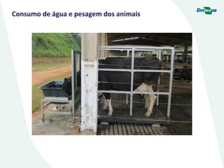 Consumo de água e pesagem dos animais
 