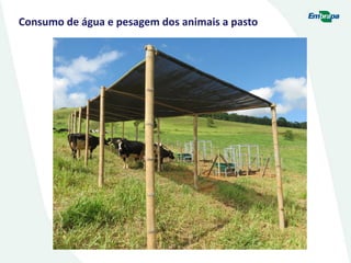 Consumo de água e pesagem dos animais a pasto
 