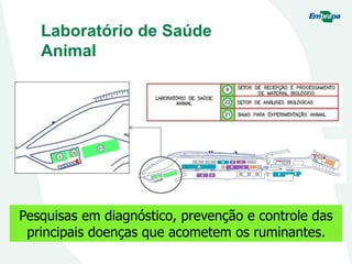 Laboratório de Saúde
Animal
Pesquisas em diagnóstico, prevenção e controle das
principais doenças que acometem os ruminantes.
 