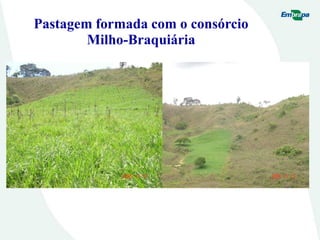 Pastagem formada com o consórcio
Milho-Braquiária
 