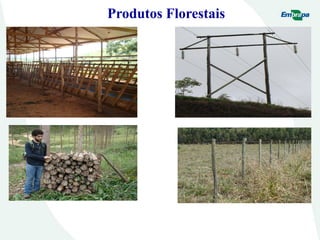 Produtos Florestais
 