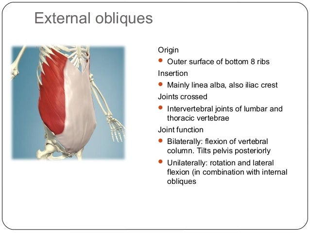 W5 posture and core stability