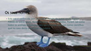 Os seus nomes
• Esta ave é conhecida com os nomes: Patola-de-patas-azuis, Ganso-
Patola-de-patas-azuis, Atobá de patas azuis ou boobie. Porém ,tal como
todos os animais estudados pelo ser humano, tem um nome científico
que no caso desta ave é Sula dactylatra.
 
