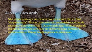 As suas patas azuis
• Não foi por acaso que na maioria dos seus nomes têm no final
“de-patas-azuis”. Mas as patas azuis são necessárias na altura de
encontrar um(a) parceiro(a). Quanto mais azuis forem as patas de
um macho mais fácil será para ele encontrar a sua parceira. E
mesmo assim as fêmeas também possuem patas azuis.
 
