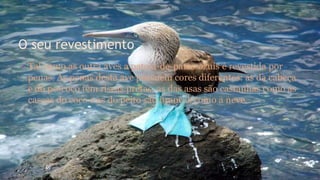 O seu revestimento
• Tal como as outra aves a patola-de-patas-azuis é revestida por
penas. As penas desta ave possuem cores diferentes: as da cabeça
e do pescoço têm riscas pretas, as das asas são castanhas como as
cascas do coco e as do peito são brancas como a neve.
 