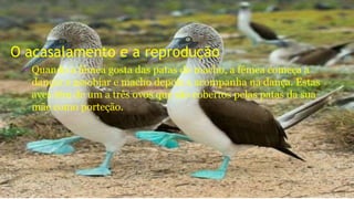 O acasalamento e a reprodução
• Quando a fêmea gosta das patas do macho, a fêmea começa a
dançar e assobiar e macho depois a acompanha na dança. Estas
aves têm de um a três ovos que são cobertos pelas patas da sua
mãe como porteção.
 