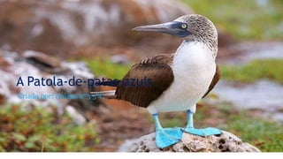 A Patola-de-patas-azuis
Criado por: Helena nº5 5ºC
 