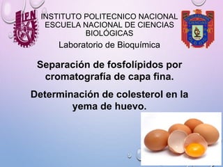 INSTITUTO POLITECNICO NACIONAL
ESCUELA NACIONAL DE CIENCIAS
BIOLÓGICAS
Separación de fosfolípidos por
cromatografía de capa fina.
Determinación de colesterol en la
yema de huevo.
Laboratorio de Bioquímica
 