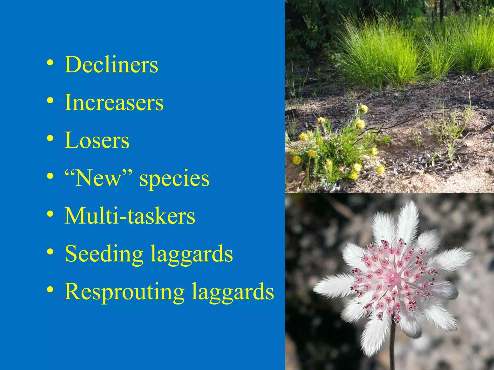• Decliners
• Increasers
• Losers
• “New” species
• Multi-taskers
• Seeding laggards
• Resprouting laggards