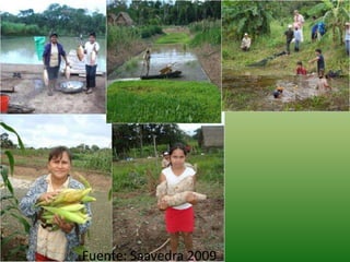 Fuente: Saavedra 2009
 