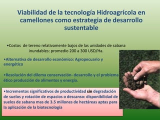 •Costos de tereno relativamente bajos de las unidades de sabana
inundables: promedio 200 a 300 USD/Ha.
Viabilidad de la tecnología Hidroagrícola en
camellones como estrategia de desarrollo
sustentable
•Resolución del dilema conservación- desarrollo y el problema
ético producción de alimentos y energía.
•Alternativa de desarrollo económico: Agropecuario y
energético
•Incrementos significativos de productividad sin degradación
de suelos y rotación de espacios o descanso: disponibilidad de
suelos de sabana mas de 3.5 millones de hectáreas aptas para
la aplicación de la biotecnología
 
