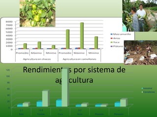 Rendimientos por sistema de
agricultura
0
20
40
60
80
100
120
2.1 13.4 11 2.2 --
Maiz Tomate Yuca Arroz Pescado Pimenton
Industrial
Camellones
 