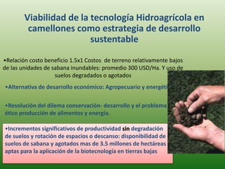 •Relación costo beneficio 1.5x1 Costos de terreno relativamente bajos
de las unidades de sabana inundables: promedio 300 USD/Ha. Y uso de
suelos degradados o agotados
Viabilidad de la tecnología Hidroagrícola en
camellones como estrategia de desarrollo
sustentable
•Resolución del dilema conservación- desarrollo y el problema
ético producción de alimentos y energía.
•Alternativa de desarrollo económico: Agropecuario y energético
•Incrementos significativos de productividad sin degradación
de suelos y rotación de espacios o descanso: disponibilidad de
suelos de sabana y agotados mas de 3.5 millones de hectáreas
aptas para la aplicación de la biotecnología en tierras bajas
 