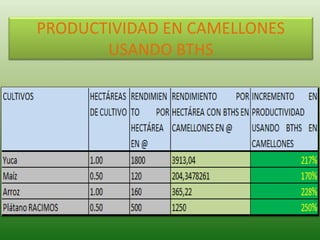 PRODUCTIVIDAD EN CAMELLONES
USANDO BTHS
 