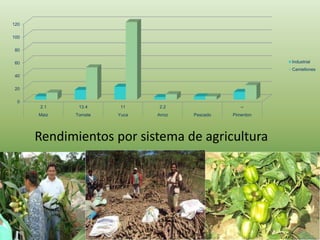 Rendimientos por sistema de agricultura
0
20
40
60
80
100
120
2.1 13.4 11 2.2 --
Maiz Tomate Yuca Arroz Pescado Pimenton
Industrial
Camellones
 