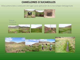CAMELLONES O SUCAKOLLOS
Sitios potenciales y selección del lugar para aplicación de la tecnología hidroagrícola
Campeche
Espacio
comunal
Área de
inundación
y vertiente
 