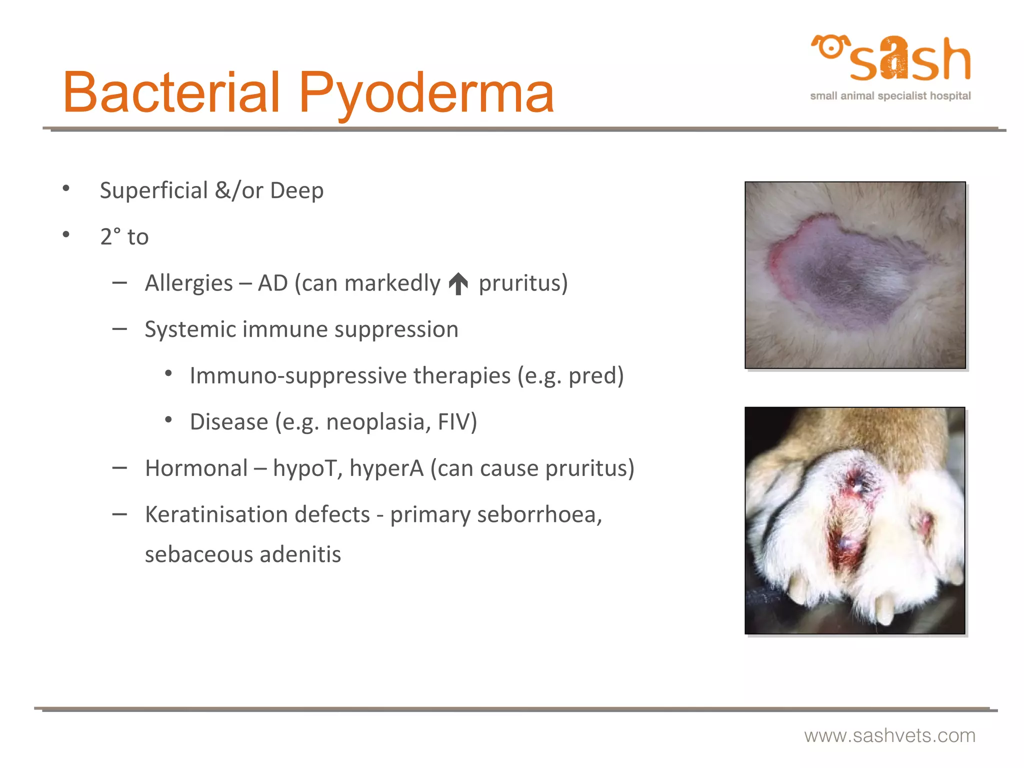 SASH : Pyoderma malodourous malassezia and fecund fleas by Dr Linda ...