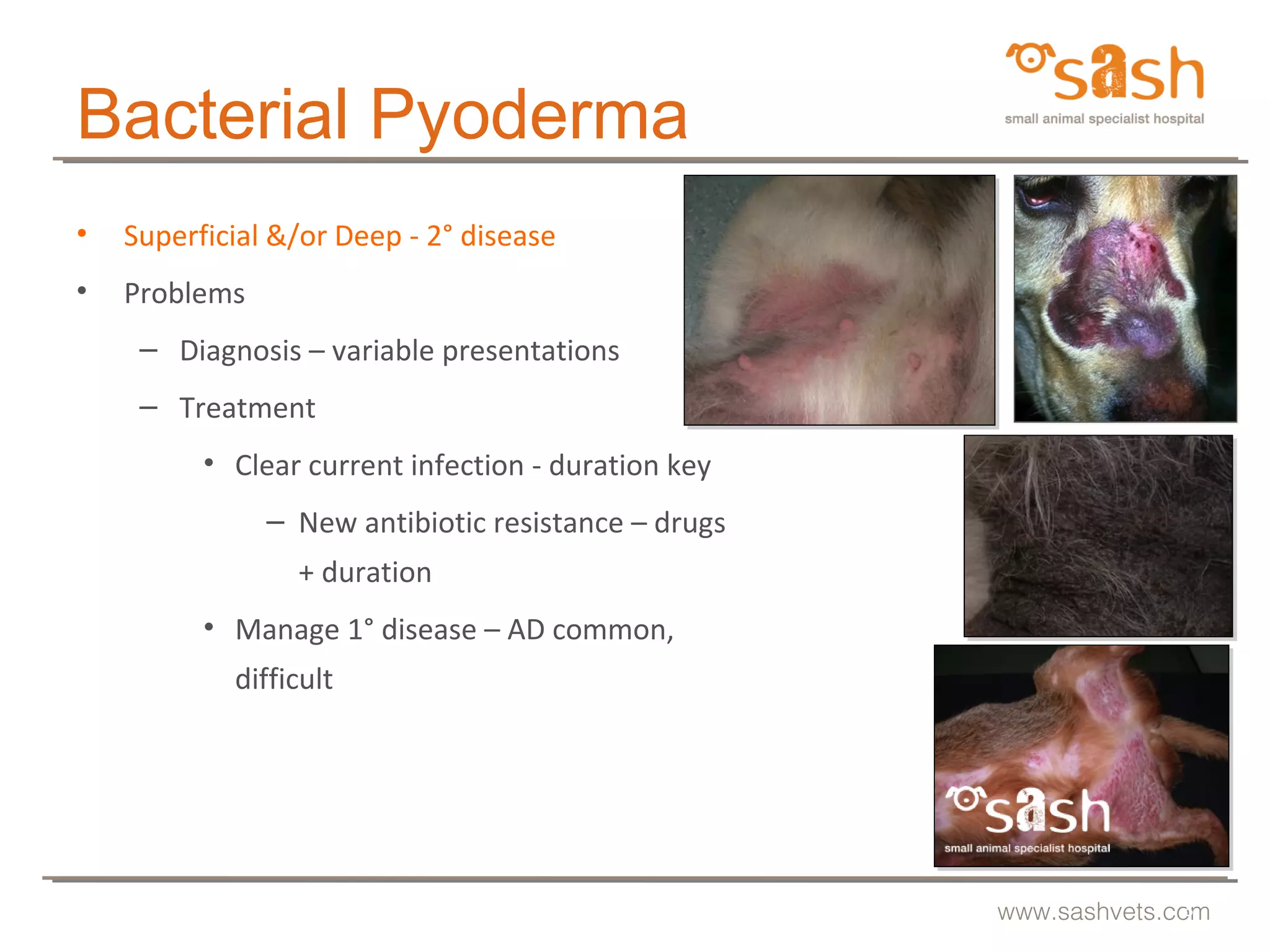SASH : Pyoderma malodourous malassezia and fecund fleas by Dr Linda ...