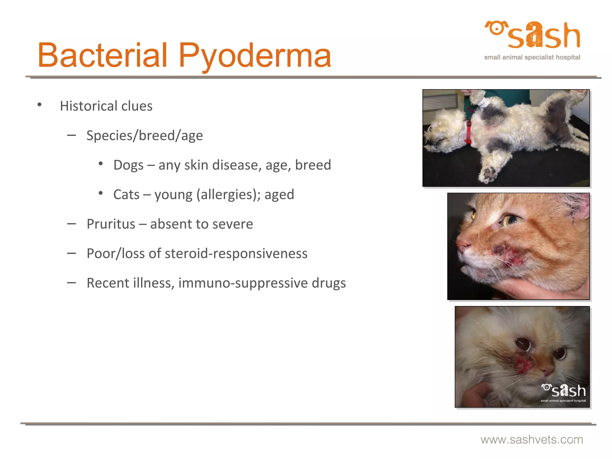 SASH : Pyoderma malodourous malassezia and fecund fleas by Dr Linda ...