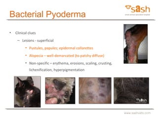 Pyoderma Diffuse SASH : Pyoderma malodourous malassezia and fecund fleas by Dr Linda ...