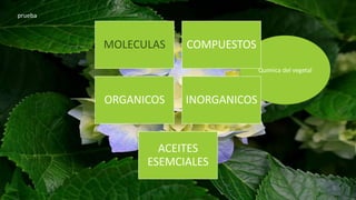 prueba
Quimica del vegetal
MOLECULAS COMPUESTOS
ORGANICOS INORGANICOS
ACEITES
ESEMCIALES
 