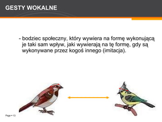 GESTY WOKALNE - bodziec społeczny, który wywiera na formę wykonującą je taki sam wpływ, jaki wywierają na tę formę, gdy są wykonywane przez kogoś innego (imitacja). 
